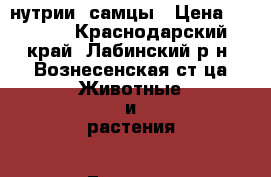 нутрии  самцы › Цена ­ 1 500 - Краснодарский край, Лабинский р-н, Вознесенская ст-ца Животные и растения » Грызуны и Рептилии   